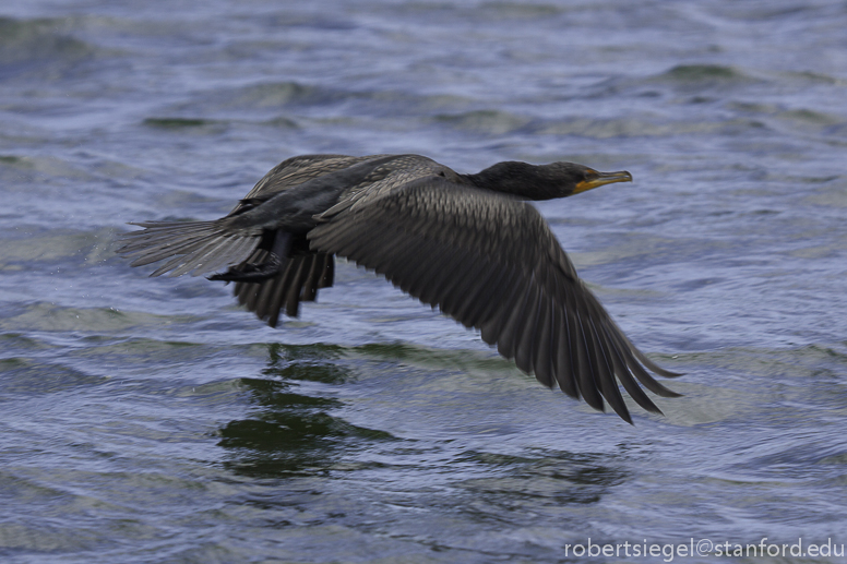 cormorant flying